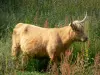 Parc Naturel Régional des Boucles de la Seine Normande - Marais Vernier : vache Highland Cattle dans un pré