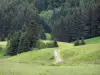 Parc Naturel Régional du Haut-Jura - Sentier bordé de prairies et sapins (arbres)