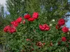 Parque Chemins de la Rose - Jardín de las Rosas: Rosas (Roses), Doue-la-Fontaine