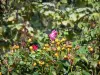 Parque Chemins de la Rose - Jardín de las Rosas: rosas y frutas (escaramujos) de rosas, Doue-la-Fontaine