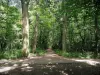 Parque forestal de la Poudrerie - Camino por el bosque
