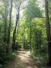 Parque forestal de la Poudrerie - Camino bordeado de árboles