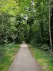 Parque forestal de la Poudrerie - Camino por el bosque