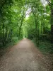 Parque forestal de la Poudrerie - Camino bordeado de árboles