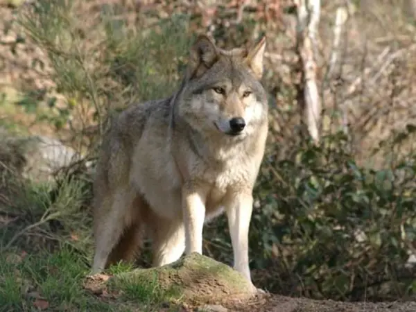 Fotos - El parque de los lobos de Gévaudan - Guía turismo y vacaciones