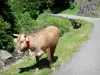 Parque Nacional de los Pirineos - Vaca libertad carretera y dio Bious