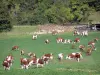 Parque Natural Regional del Alto Jura - Cordillera de Jura: rebaño de vacas en un prado, montones de madera cortada, árboles y