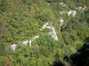 Parque Natural Regional del Alto Jura - Cordillera de Jura: un bosque