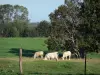 Parque Natural Regional de Avesnois - Vacas em um prado, cerca e árvores