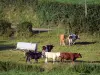 Parque Natural Regional de Avesnois - Vacas em um pasto