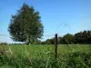 Parque Natural Regional de Avesnois - Cerca de um campo, orelhas e árvores