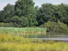 Parque Natural Regional de Brenne - Pond, caña (caña), la salud y los árboles húmedos