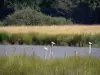 Parque Natural Regional de Brenne - Cañas (cañas), los pájaros posados ​​en postes de madera, y un estanque