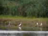 Parque Natural Regional de Brenne - Las aves silvestres, lagunas y cañaverales (caña)