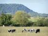 Parque Natural Regional da Lorena - Vacas em um pasto