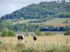 Parque Natural Regional da Lorena - Vacas em um pasto ao lado de um lago