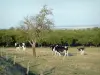 Parque Natural Regional da Lorena - Vacas num prado, à beira da floresta
