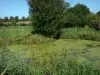 Parque Natural Regional de las Marismas de Cotentin y de Bessin - Pantanos, cañas, árboles y vegetación