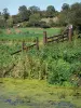 Parque Natural Regional de las Marismas de Cotentin y de Bessin - Vegetación de los pantanos, pastos y árboles