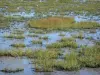 Parque Natural Regional de las Marismas de Cotentin y de Bessin - Flora de la bahía de Veys