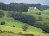 Parque Natural Regional Livradois-Forez - Montes de Forez, praderas salpicadas de árboles, el ganado del hato granja de piedra, y los bosques con vistas a la totalidad