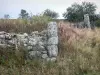 Parque Natural Regional Livradois-Forez - Los restos de un muro de piedra, los árboles y la vegetación