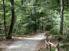 Parque Natural Regional de la Montaña de Reims - Verzy forestal (bosque de la Montagne de Reims): Camino bordeado por árboles