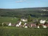 Parque Natural Regional de la Montaña de Reims - Casas en un pueblo rodeado de viñedos (viñedos de Champagne), y los árboles forestales