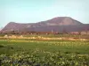 Parque Natural Regional de los Montes de Ardèche - Macizo de Mézenc: prado salpicado de narcisos con vistas a las dos cumbres del Mont Mézenc