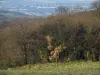 Parque Natural Regional de Pilat - Los árboles y la hierba