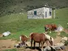 Parque Natural Regional de los Pirineos de Ariège - Los caballos, cabaña de piedra, de veraneo (las montañas) y su rebaño de vacas en el fondo