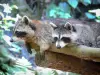 Parque zoológico y botánico de las Mamelles - mapaches