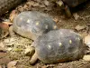 Parque zoológico y botánico de las Mamelles - Charbonnières tortugas