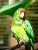 Parque zoológico y botánico de las Mamelles - loro