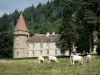 Paysages de Bourgogne - Château de Bazoches (ancienne demeure du Maréchal de Vauban), verdure, et vaches Charolaises dans un pré ; dans le Parc Naturel Régional du Morvan