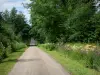 Paysages de Bourgogne - Petite route de campagne bordée d'arbres et de fleurs sauvages