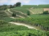 Paysages de Bourgogne - Champs de vignes du vignoble de Pouilly