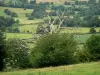 Paysages de Bourgogne - Paysage de bocage avec arbre mort en premier plan ; dans le Parc Naturel Régional du Morvan