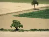 Paysages de Bourgogne - Deux arbres entourés de champs