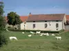 Paysages de Bourgogne - Vaches Charolaises dans un pâturage en bordure d'une ferme