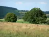 Paysages de Bourgogne - Prés, arbres et forêt