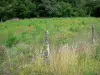 Paysages de Bourgogne - Clôture de champ et prairie en fleurs ; dans le Parc Naturel Régional du Morvan 