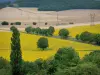 Paysages de Bourgogne - Champs, arbres et forêt
