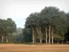 Paysages de Bretagne intérieure - Champ et arbres