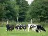 Paysages de l'Eure - Vaches dans une prairie, et arbres en arrière-plan