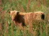 Paysages de l'Eure - Vache Highland Cattle dans un pré du marais Vernier