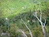 Paysages du Gard - Forêt, branches d'un arbre en premier plan
