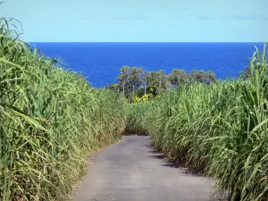 Paysages de La Réunion - Petite route en pente bordée de cannes à sucre, avec vue sur l'océan Indien