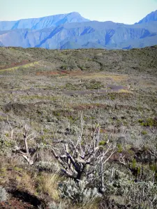 Paysages de La Réunion - Parc National de La Réunion : paysage le long de la route du Volcan