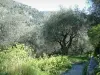 Peillon - Camino rodeado de olivos y arbustos
